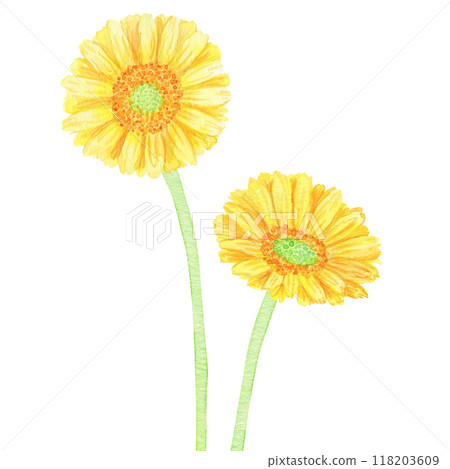 水彩手繪花朵：多種花朵：黃色非洲菊的花語代表“極致之美”和“友誼”，非常適合作為禮物。 118203609