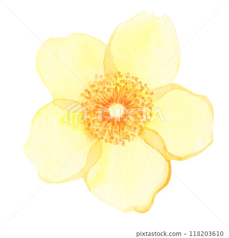 Flowers hand-drawn in watercolor: Front: The flower language of the golden plum is "sparkle," "stop sadness," and "sunshine." 118203610