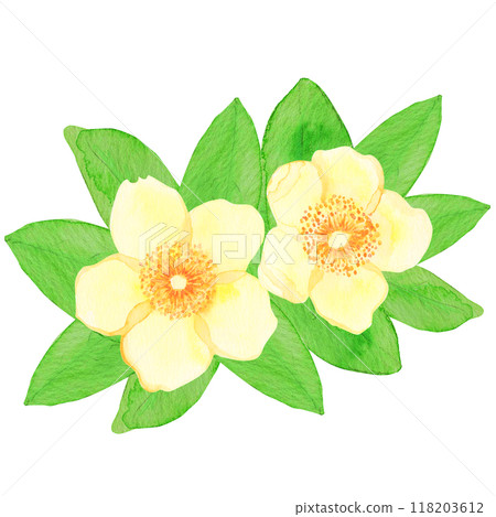 Flowers hand-drawn in watercolor: Multiple: The flower language of the golden plum (kinshibai) is "sparkle," "stop sadness," and "sunshine." Flowers hand-drawn in watercolor: Multiple: The flower language of the golden plum (kinshibai) is "sparkle," "stop sadness," and "sunshine." 118203612