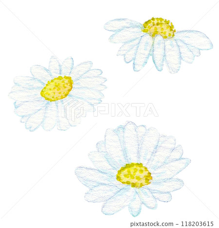 手繪水彩花朵:多重2:瑪格麗特喚起純潔和純潔的形象,非常適合表達愛和友誼。 手繪水彩花朵:多重2:瑪格麗特喚起純潔和純潔的形象,非常適合表達愛和友誼。 118203615