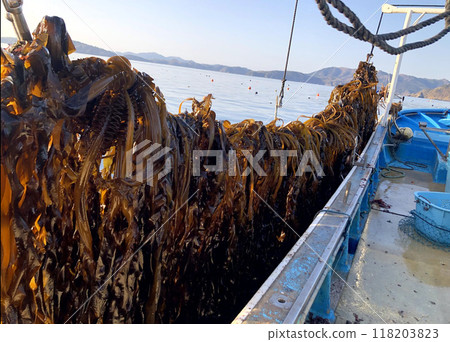 Seaweed catch 118203823