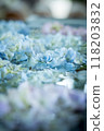 Hydrangea floating on water Hydrangea flower water fountain 118203832