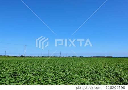 Scenery of a vast sweet potato field 118204398