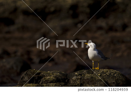 Yellow-legged gull looking up. Yellow-legged gull looking up. 118204939