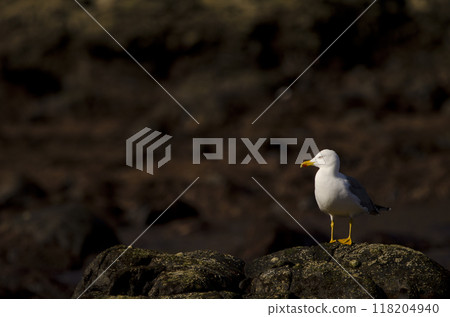 Yellow-legged gull Larus michahellis atlantis. Yellow-legged gull Larus michahellis atlantis. 118204940