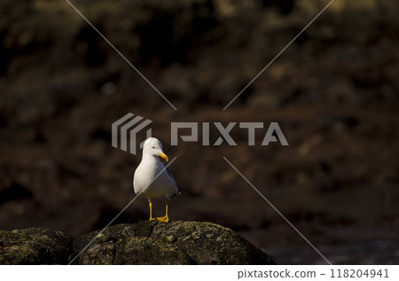 Yellow-legged gull Larus michahellis atlantis. Yellow-legged gull Larus michahellis atlantis. 118204941