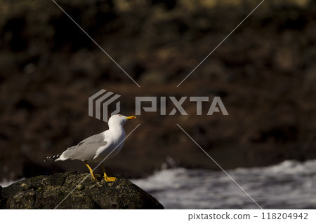 Yellow-legged gull looking up. Yellow-legged gull looking up. 118204942