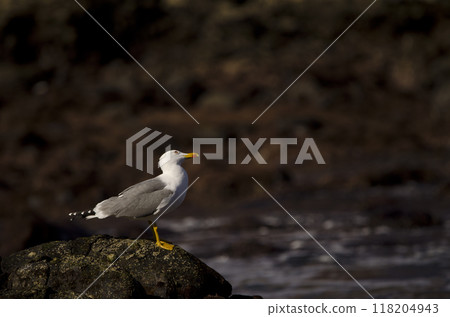 Yellow-legged gull looking up. 118204943
