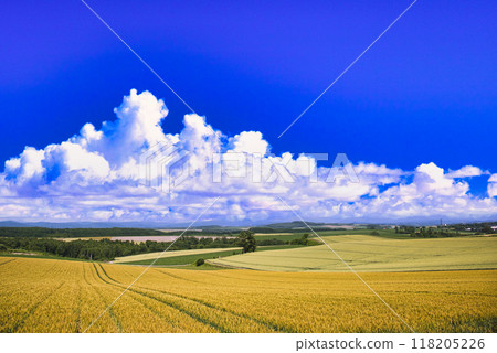美瑛美麗的田園風光和夏日的雲彩 118205226
