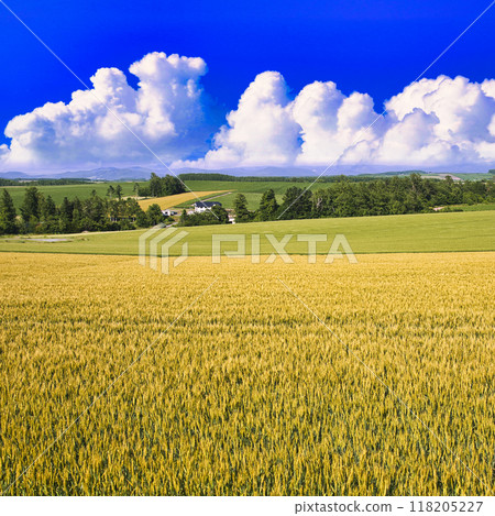 美瑛美麗的田園風光和夏日的雲彩 118205227