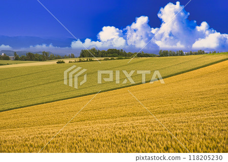 美瑛美麗的田園風光和夏日的雲彩 118205230