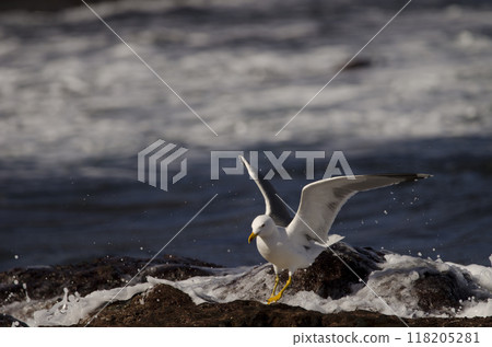 Yellow-legged gull balancing in the waves. Yellow-legged gull balancing in the waves. 118205281
