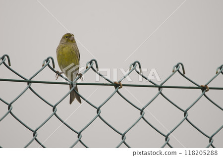Atlantic canary on a fence. 118205288