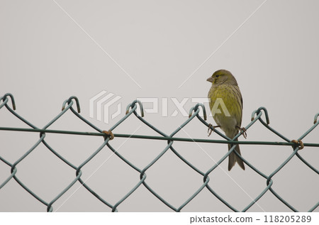Atlantic canary on a fence. 118205289