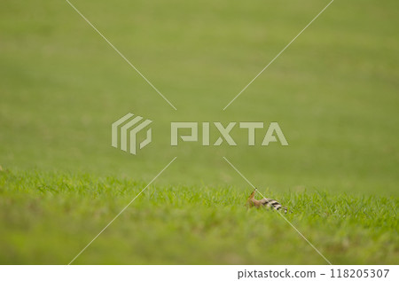 Eurasian hoopoe searching for food. 118205307