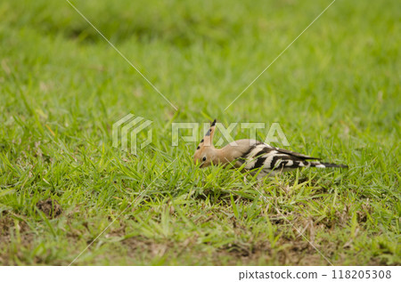 Eurasian hoopoe searching for food. Eurasian hoopoe searching for food. 118205308
