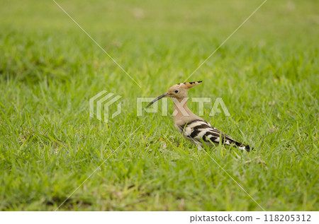Eurasian hoopoe Upupa epops. 118205312