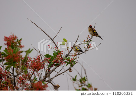 European goldfinches Carduelis carduelis parva. European goldfinches Carduelis carduelis parva. 118205321