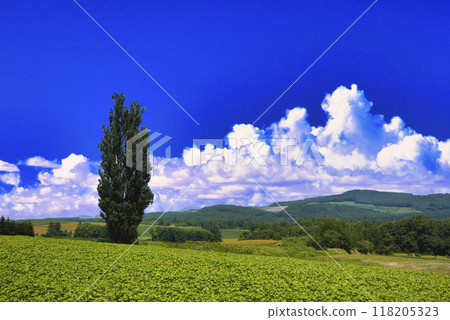 美瑛美麗的田園風光和夏日的雲彩 118205323