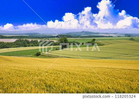 美瑛美麗的田園風光和夏日的雲彩 118205324