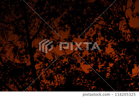 Vegetation at sunset. 118205325