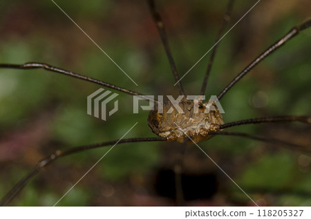 Male common harvestman. 118205327