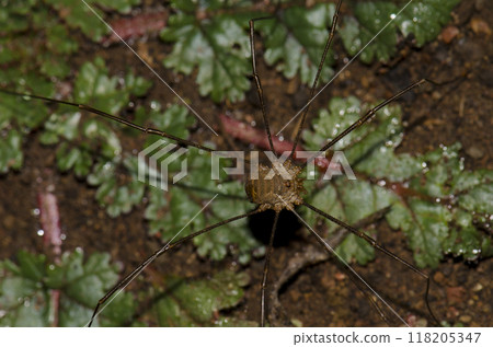 Upperside view of a male common harvestman. 118205347