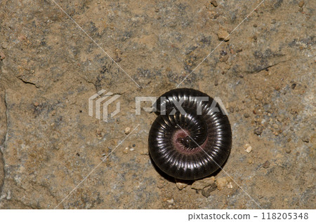 Portuguese millipede in defensive posture. 118205348