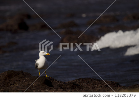 Yellow-legged gull Larus michahellis atlantis. Yellow-legged gull Larus michahellis atlantis. 118205379