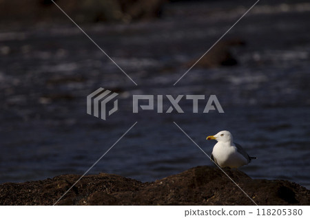 Yellow-legged gull Larus michahellis atlantis. Yellow-legged gull Larus michahellis atlantis. 118205380