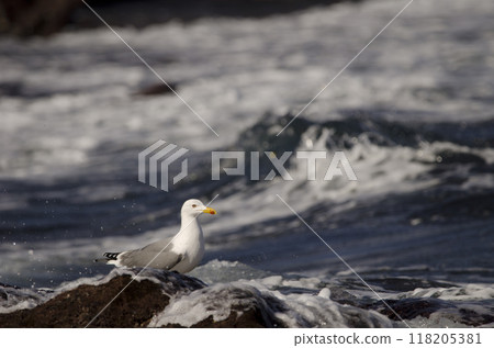 Yellow-legged gull Larus michahellis atlantis. 118205381