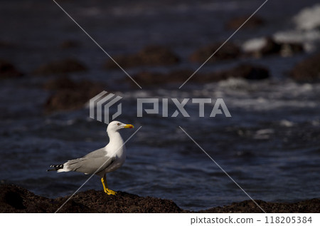 Yellow-legged gull Larus michahellis atlantis. Yellow-legged gull Larus michahellis atlantis. 118205384