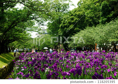 長崎縣大村市大村公園串島城護城河遺址菖蒲花園景觀 118205395