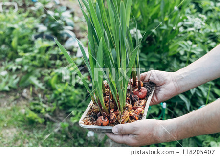hands holding sprouted gladiolus bulbs before planting 118205407