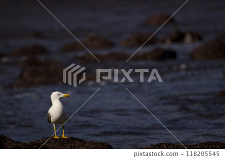 Yellow-legged gull Larus michahellis atlantis. Yellow-legged gull Larus michahellis atlantis. 118205545