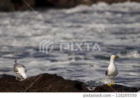 Yellow-legged gulls Larus michahellis atlantis. 118205550