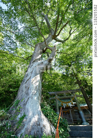 Stately Giant Zelkova Trees at Taishi Shrine in Akita City 118205582