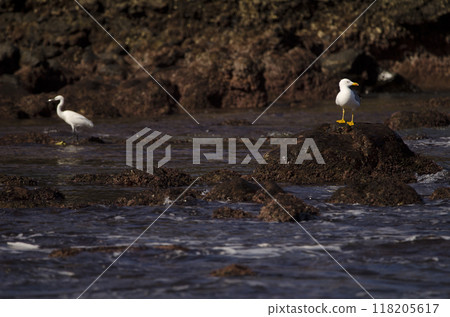 Yellow-legged gull and little egret. Yellow-legged gull and little egret. 118205617
