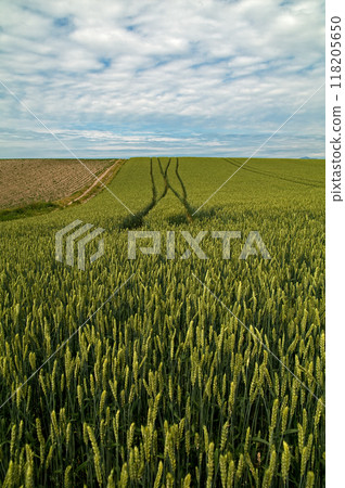 美瑛麥田夏日天空下的垂直照片 118205650