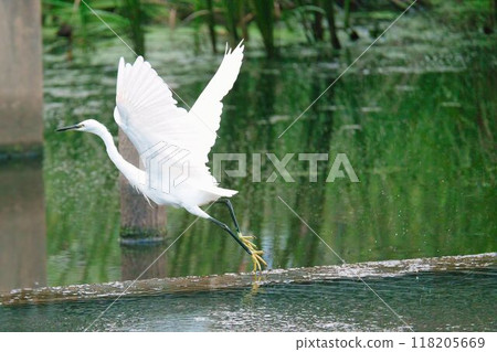 A little egret jumps out smartly 118205669