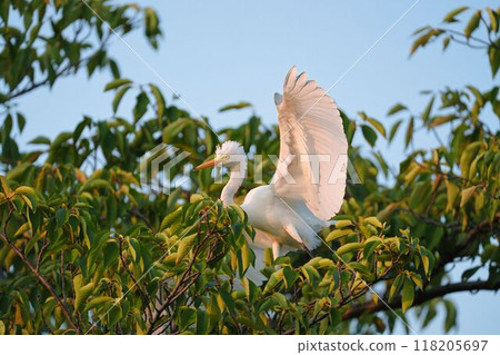 Great Egret Resting in a Tree 118205697