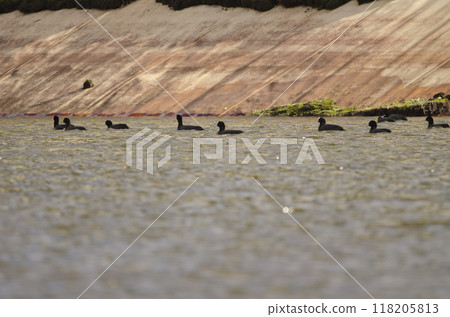 Flock of Eurasian coots. Flock of Eurasian coots. 118205813