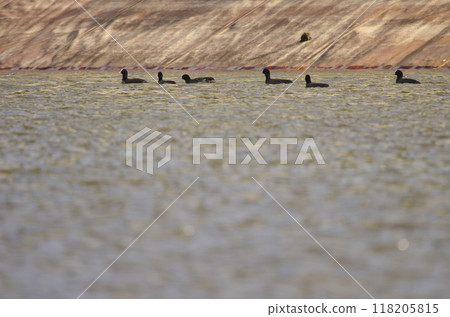 Flock of Eurasian coots. 118205815