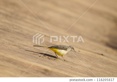 Grey wagtail Motacilla cinerea canariensis. Grey wagtail Motacilla cinerea canariensis. 118205817