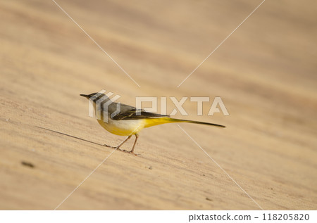 Grey wagtail Motacilla cinerea canariensis. Grey wagtail Motacilla cinerea canariensis. 118205820