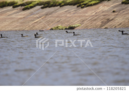 Flock of Eurasian coots. 118205821