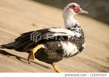 Domestic Muscovy duck stretching. Domestic Muscovy duck stretching. 118205824