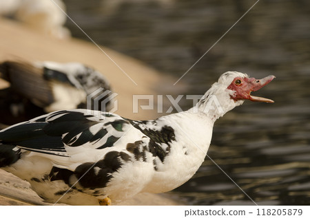 Domestic Muscovy duck. Domestic Muscovy duck. 118205879