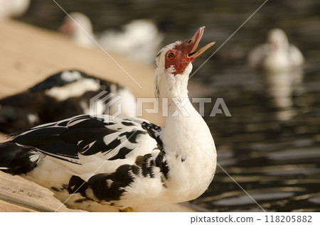 Domestic Muscovy duck. Domestic Muscovy duck. 118205882