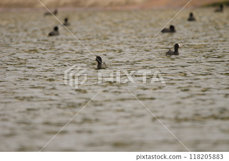 Eurasian coots Fulica atra atra. Eurasian coots Fulica atra atra. 118205883